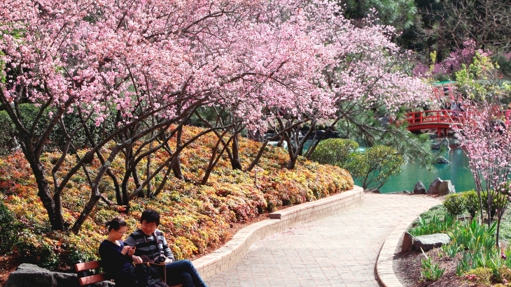 Cherry Blossom Festival Sydney