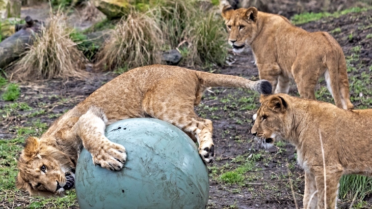 Taronga Zoo Lion Cubs