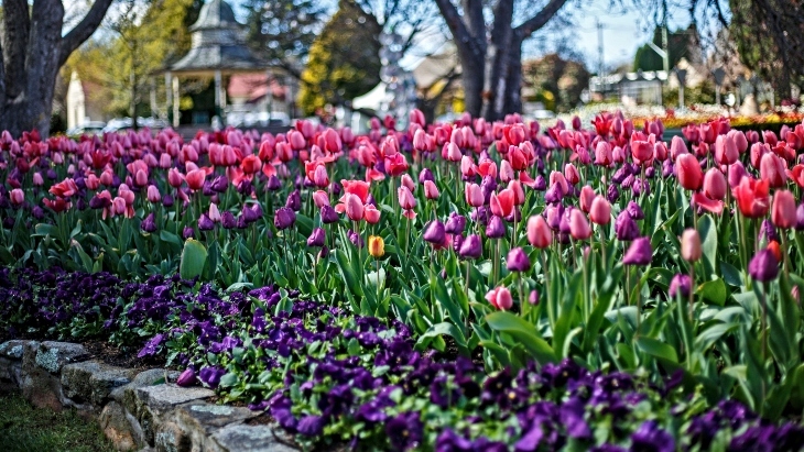 Tulip Time In The Southern Highlands