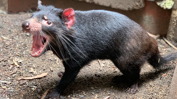 Tasmanian Devil at WildLife Sydney Zoo