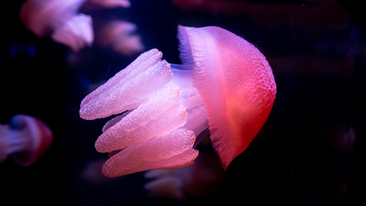 jellyfish at Sea Life Sydney Aquarium