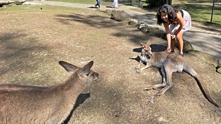 Currumbin Wildlife Sanctuary Kangeroos