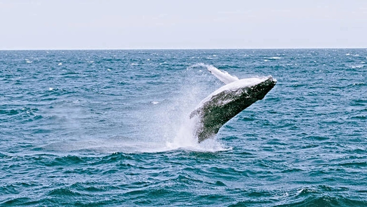 Sydney Whale Watching Cruise with Breakfast or Lunch