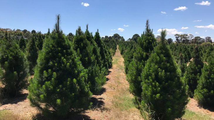 Christmas Tree Farms in Melbourne