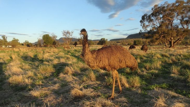 Emu Logic Farm