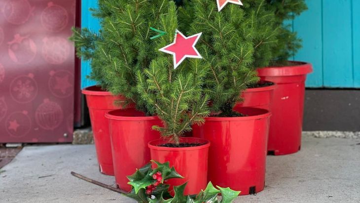 Real Christmas Trees Ashgrove