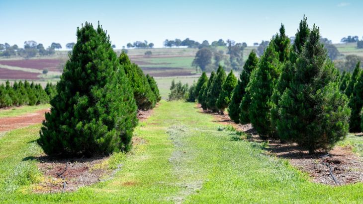 Chrissy Trees 4 U
