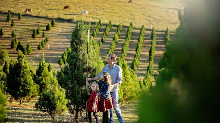 Atherton Christmas Tree Farm Brisbane