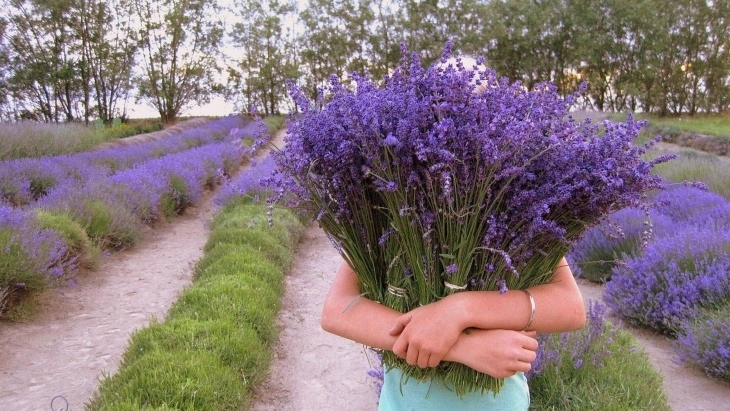 Lavender farms in NSW