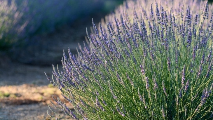 Lavender farms in NSW