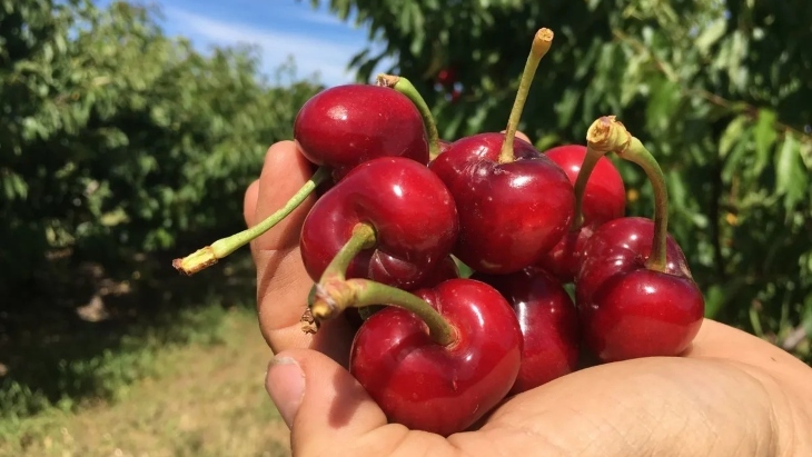 Child holding a handful of cherries