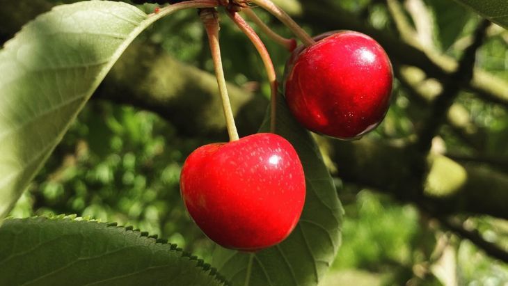 Ripe n Ready Cherries