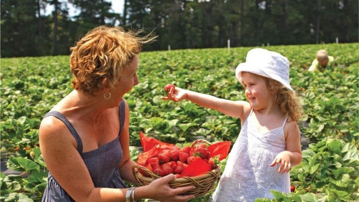 Rocky Creek Strawberries