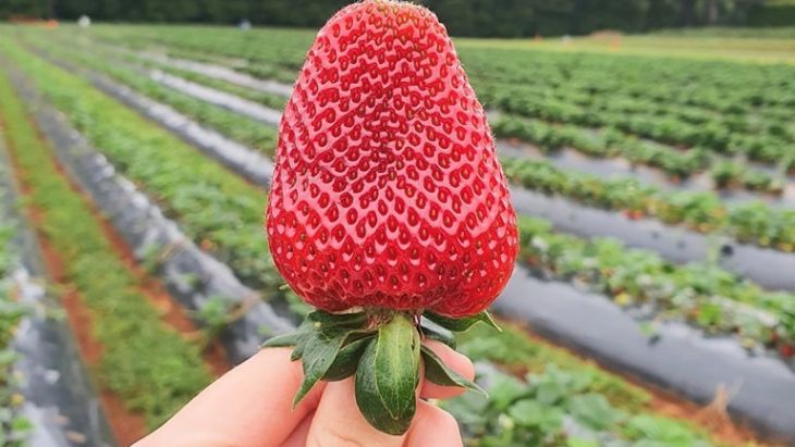 Strawberry picking in Melbourne