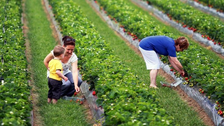 Strawberry picking in Melbourne