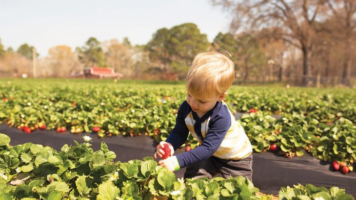 Strawberry picking near Melbourne