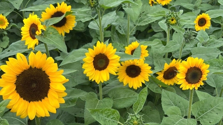 Sunflower picking in Sydney