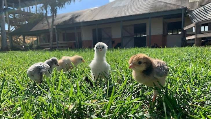 Calmsley Hill City Farm