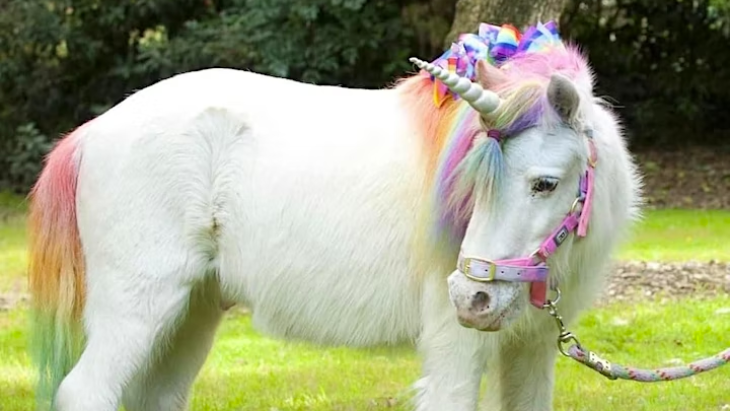 The Grounds Unicorn Playground Show