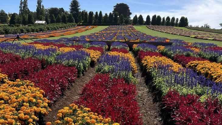 KaBloom Festival of Flowers