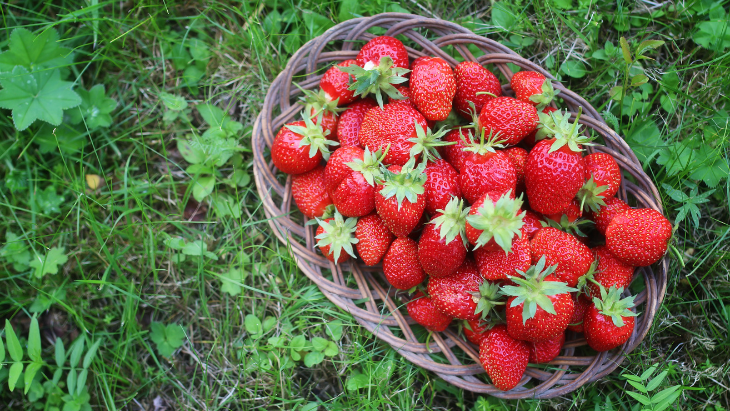 Basket of strawberries