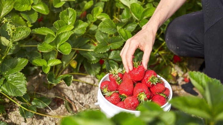 Huntley Berry Farm