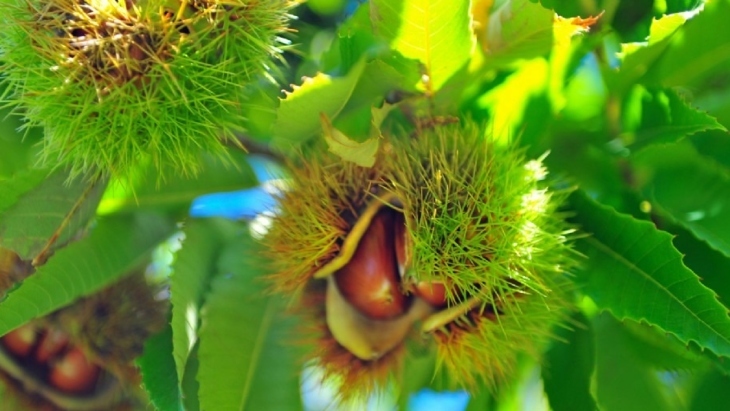 Kookootonga Chestnut Farm