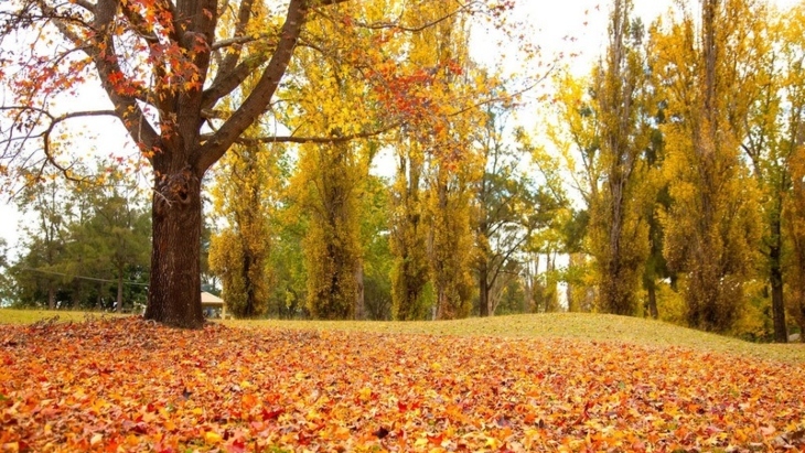 Autumn colours in Sydney