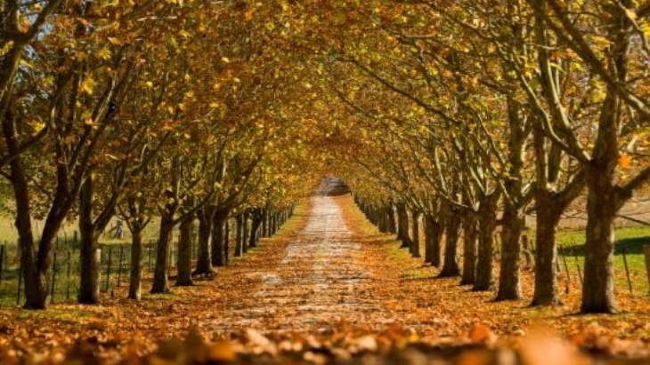 Bowral in autumn