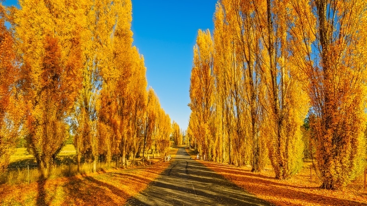 Autumn colours in Sydney