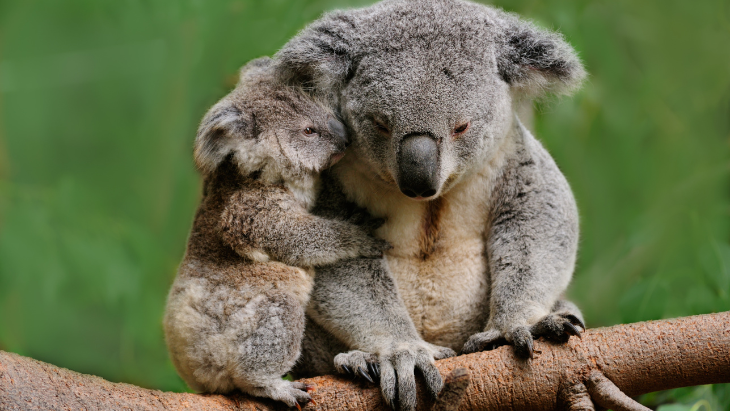 Koala facts for kids