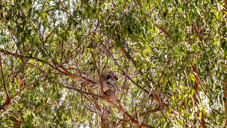 Koala facts for kids