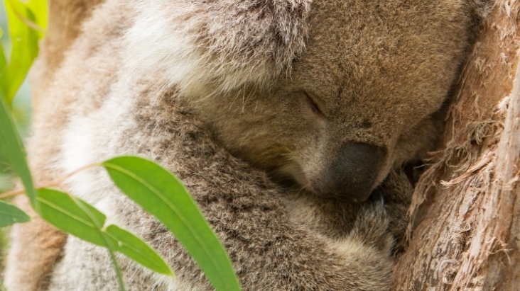 Koala facts for kids
