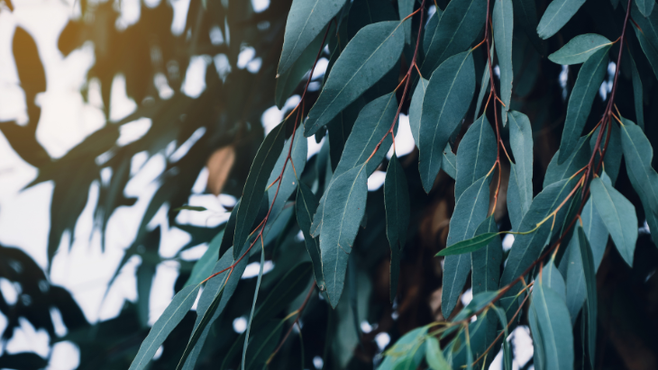 Eucalyptus leaves