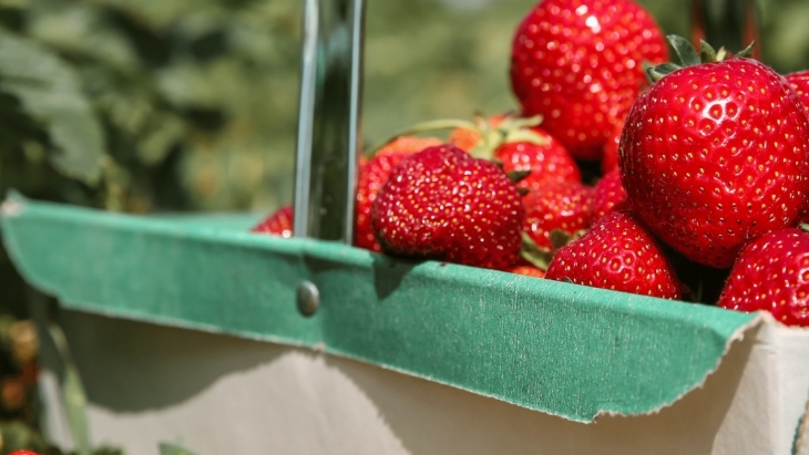 Strawberry picking in Brisbane