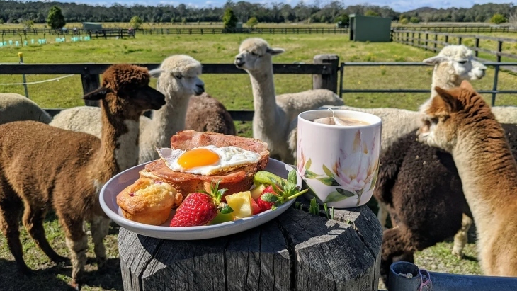 Breakfast with Alpacas on the Central Coast