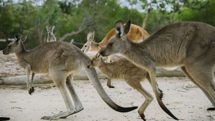 Australian Walkabout Wildlife Park