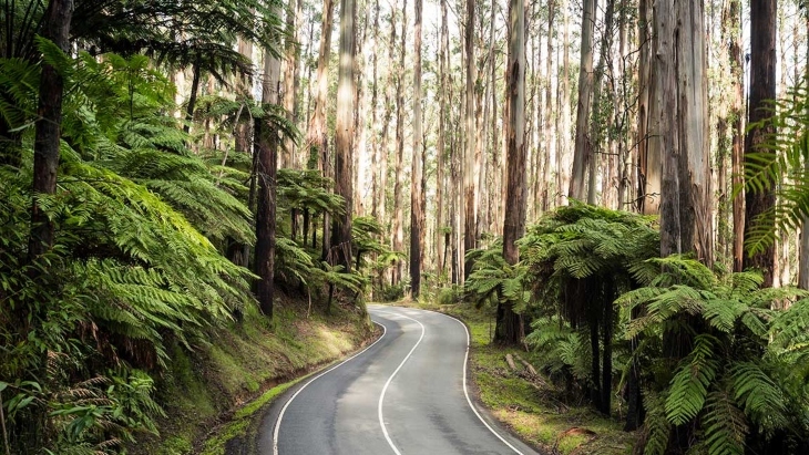 Dandenong Ranges National Park