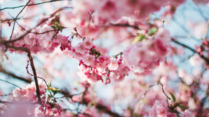 Cherry blossoms in Sydney