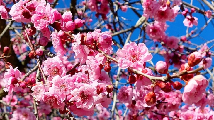 Cherry blossom tree