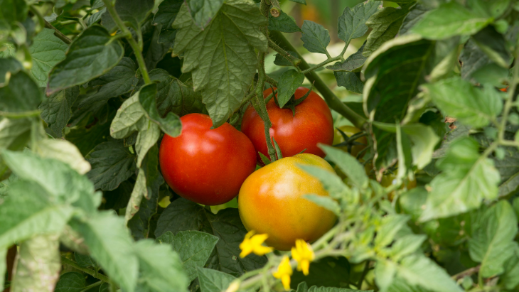 Tomato picking 