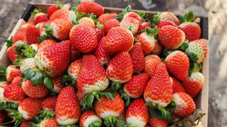 Berrylicious Strawberries