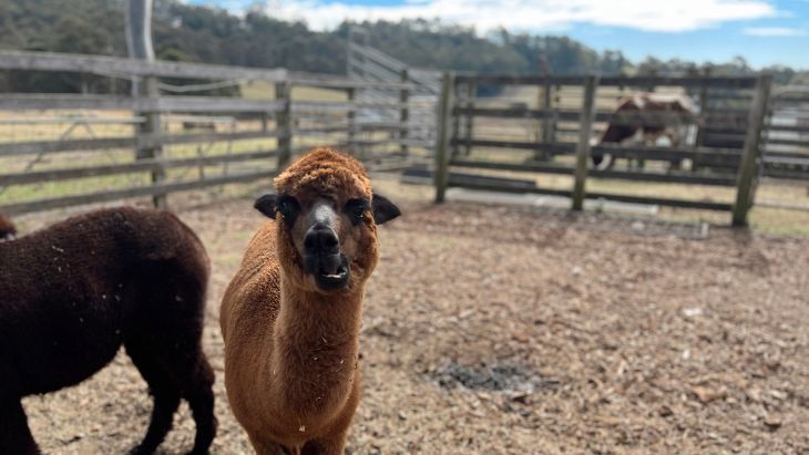 Calmsley Hill City Farm