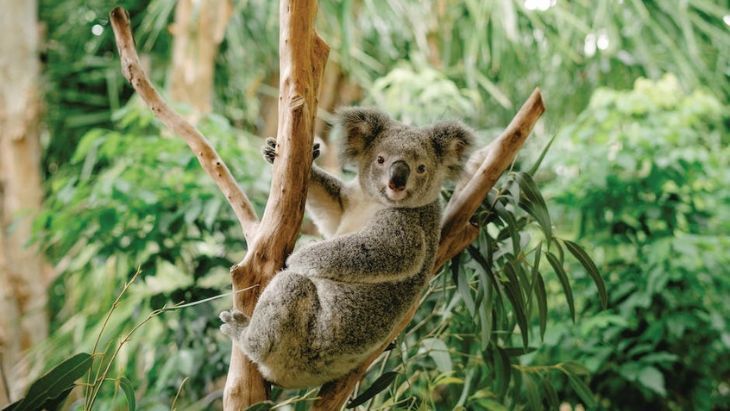 Daisy Hill Koala Trails