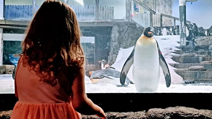 Cocomelon SEA-LIFE Sydney Review