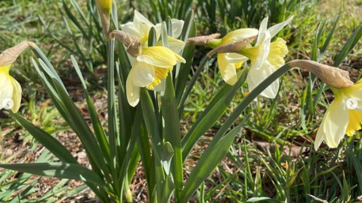 Daffodils at Rydal