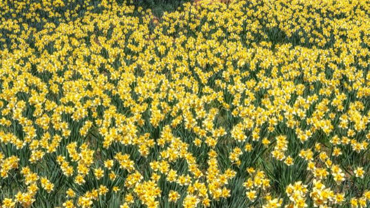 Daffodils at the Blue Montains Botanic gardens