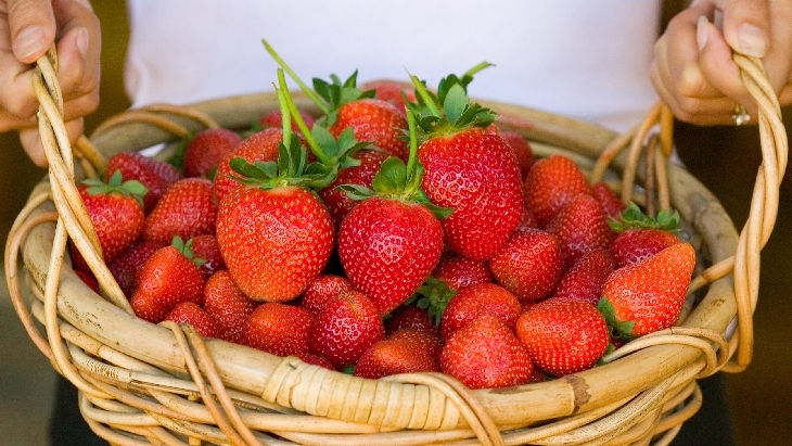 Fruit picking in Melbourne