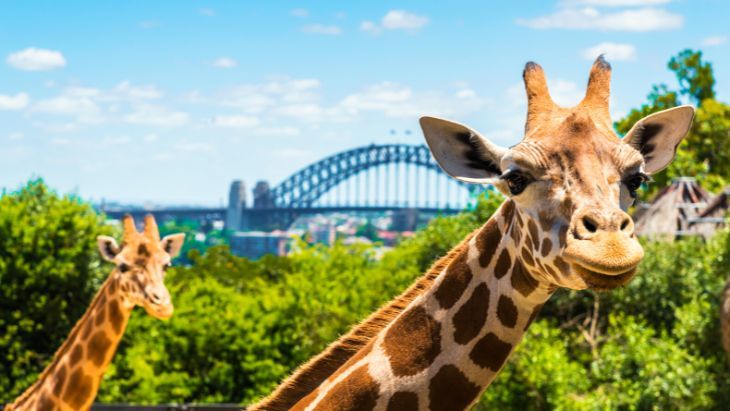 Taronga Zoo Sydney