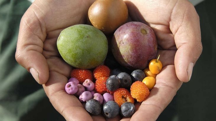Bush Tucker Tour